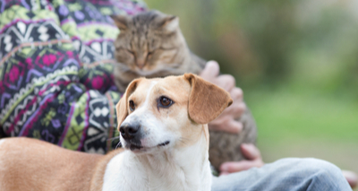 Vets asked to opt-in to Scottish SPCA fostering programme